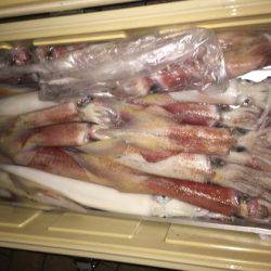 幸風（さちかぜ） 釣果