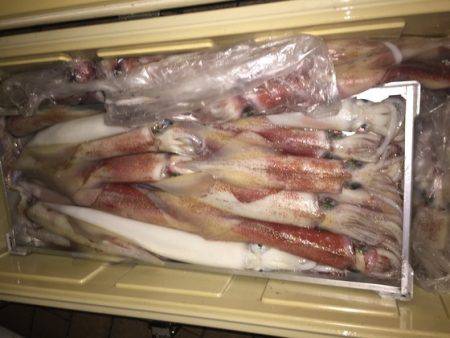 幸風（さちかぜ） 釣果