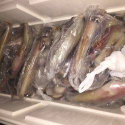 幸風（さちかぜ） 釣果