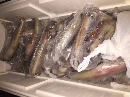 幸風（さちかぜ） 釣果