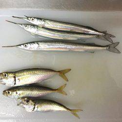 晩夏の五目釣り