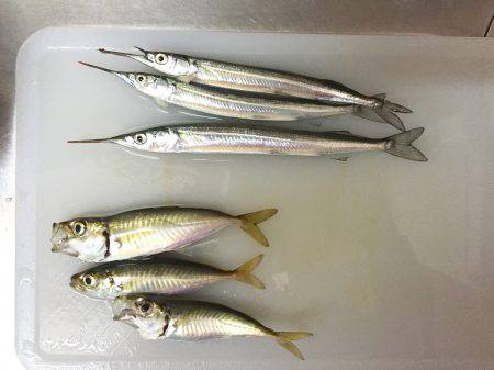 晩夏の五目釣り