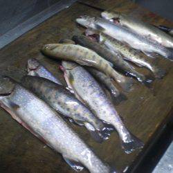 高萩ふれあいの里フィッシングエリア 釣果