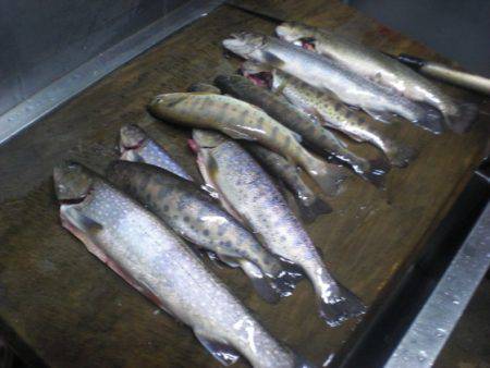 高萩ふれあいの里フィッシングエリア 釣果