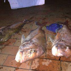 幸風（さちかぜ） 釣果