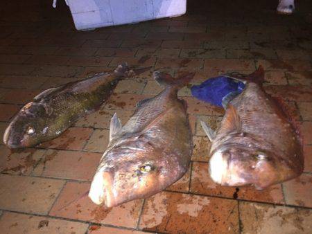 幸風（さちかぜ） 釣果