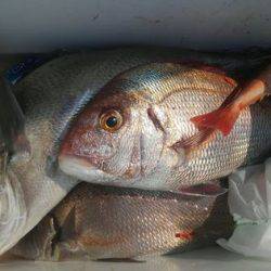 遊漁船 新鋭丸 釣果