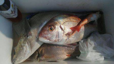 遊漁船 新鋭丸 釣果