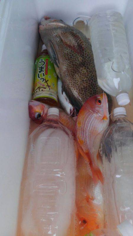 遊漁船 新鋭丸 釣果