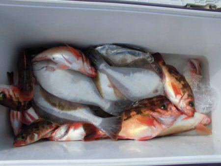 大進丸(新潟) 釣果