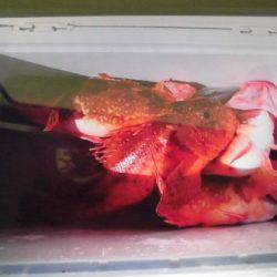 大進丸(新潟) 釣果