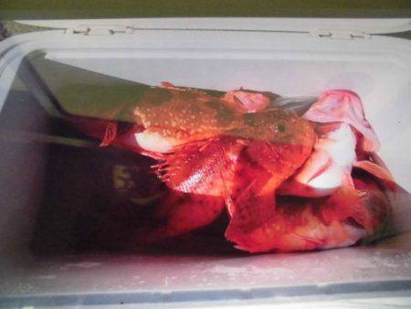 大進丸(新潟) 釣果