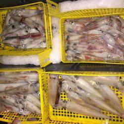 幸風（さちかぜ） 釣果