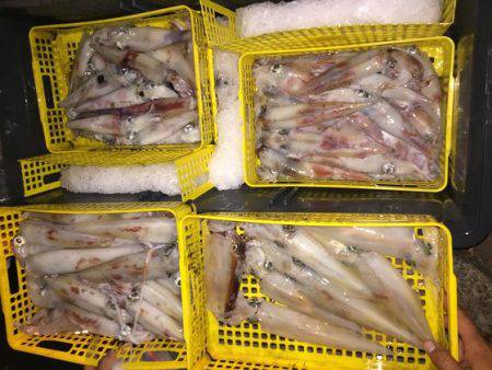 幸風（さちかぜ） 釣果