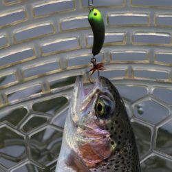 小菅トラウトガーデン 釣果