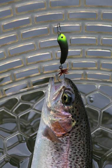 小菅トラウトガーデン 釣果