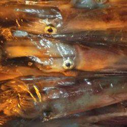 幸風（さちかぜ） 釣果