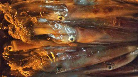 幸風（さちかぜ） 釣果