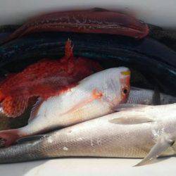 遊漁船 新鋭丸 釣果