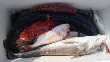 遊漁船 新鋭丸 釣果