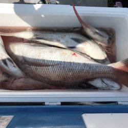 遊漁船高橋 釣果