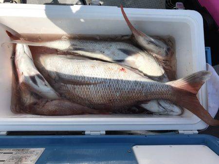 遊漁船高橋 釣果