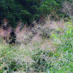 小菅トラウトガーデン 釣果