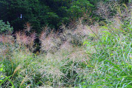 小菅トラウトガーデン 釣果