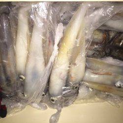 幸風（さちかぜ） 釣果