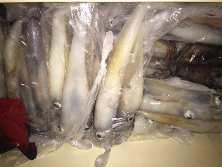 幸風（さちかぜ） 釣果