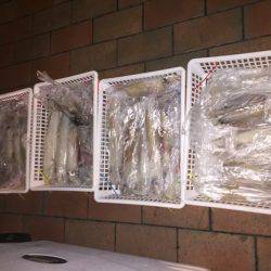 幸風（さちかぜ） 釣果