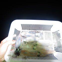 オーシャンズ　京都 釣果