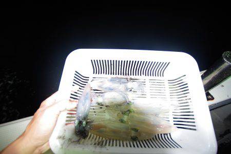 オーシャンズ　京都 釣果