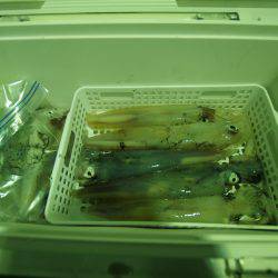 オーシャンズ　京都 釣果