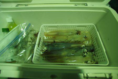 オーシャンズ　京都 釣果