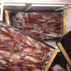 幸風（さちかぜ） 釣果