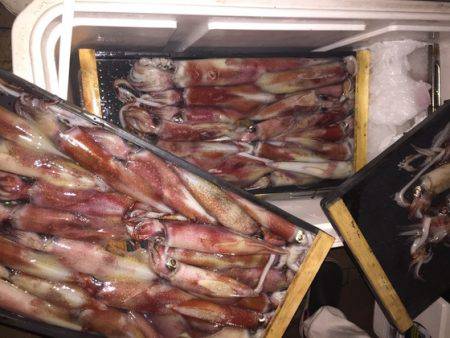 幸風（さちかぜ） 釣果