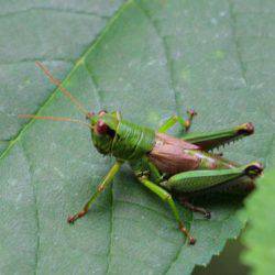 小菅トラウトガーデン 釣果