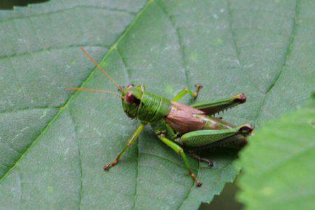 小菅トラウトガーデン 釣果
