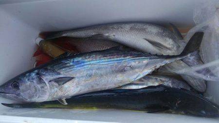 遊漁船 新鋭丸 釣果