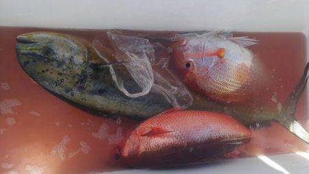 遊漁船 新鋭丸 釣果