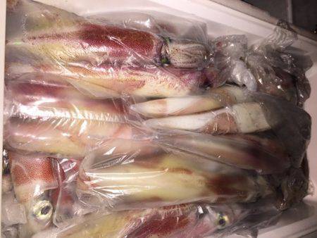 幸風（さちかぜ） 釣果