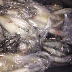 幸風（さちかぜ） 釣果