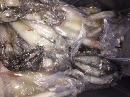 幸風（さちかぜ） 釣果