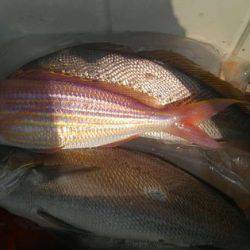 遊漁船 新鋭丸 釣果