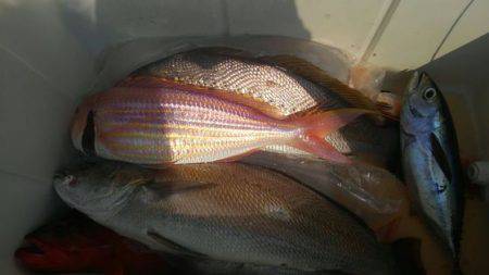 遊漁船 新鋭丸 釣果