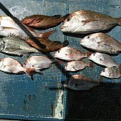 フィッシングガイド りょう 釣果