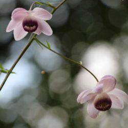 小菅トラウトガーデン 釣果