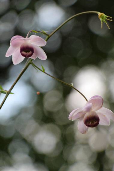 小菅トラウトガーデン 釣果