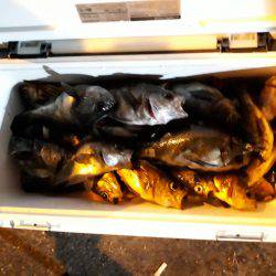 釣り船くわだ 釣果